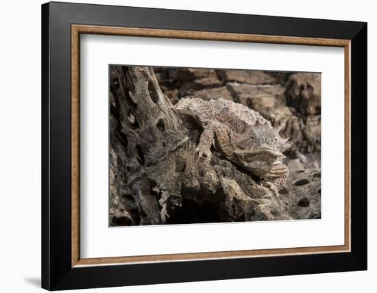 Arizona, Madera Canyon. Close Up of Regal Horned Lizard-Jaynes Gallery-Framed Photographic Print