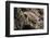 Arizona, Madera Canyon. Close Up of Regal Horned Lizard-Jaynes Gallery-Framed Photographic Print