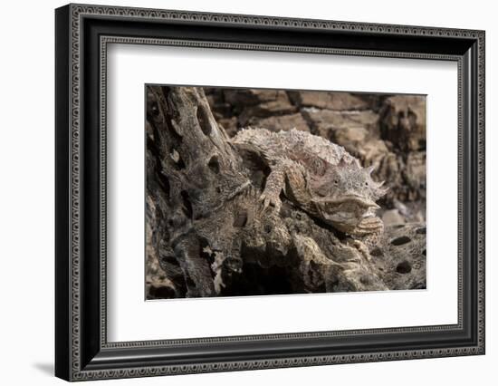 Arizona, Madera Canyon. Close Up of Regal Horned Lizard-Jaynes Gallery-Framed Photographic Print