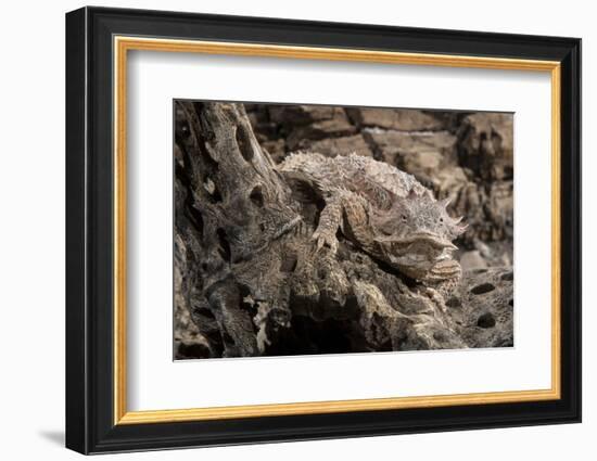 Arizona, Madera Canyon. Close Up of Regal Horned Lizard-Jaynes Gallery-Framed Photographic Print