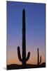 Arizona Moon & Cactus-Donald Paulson-Mounted Giclee Print