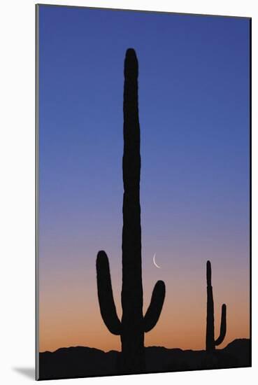 Arizona Moon & Cactus-Donald Paulson-Mounted Giclee Print