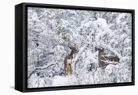 Arizona Mule Deers in Winter-duallogic-Framed Premier Image Canvas