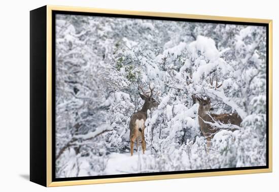 Arizona Mule Deers in Winter-duallogic-Framed Premier Image Canvas