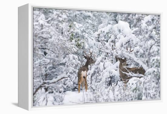 Arizona Mule Deers in Winter-duallogic-Framed Premier Image Canvas