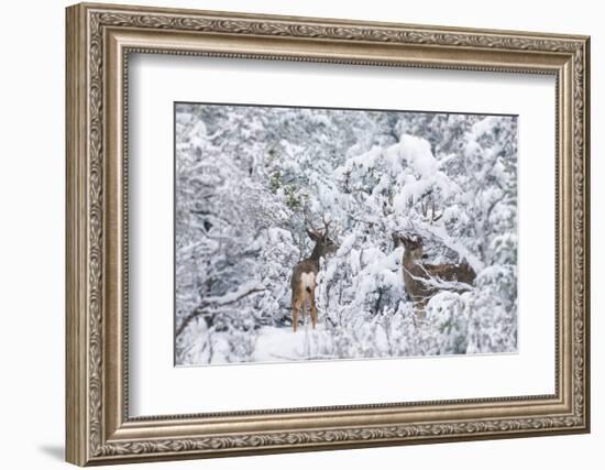 Arizona Mule Deers in Winter-duallogic-Framed Photographic Print