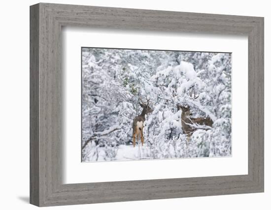 Arizona Mule Deers in Winter-duallogic-Framed Photographic Print