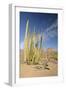 Arizona, Organ Pipe Cactus National Monument. Organ Pipe Cactus-Kevin Oke-Framed Photographic Print