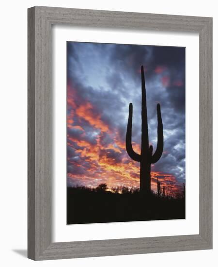 Arizona, Organ Pipe Cactus National Monument, Saguaro Cacti at Sunset-Christopher Talbot Frank-Framed Photographic Print