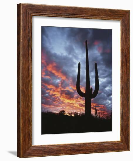 Arizona, Organ Pipe Cactus National Monument, Saguaro Cacti at Sunset-Christopher Talbot Frank-Framed Photographic Print