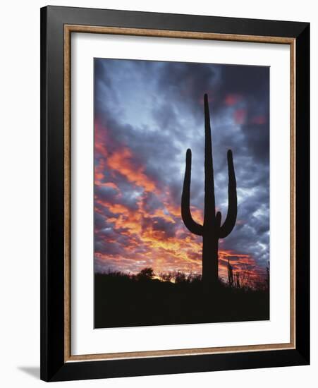 Arizona, Organ Pipe Cactus National Monument, Saguaro Cacti at Sunset-Christopher Talbot Frank-Framed Photographic Print