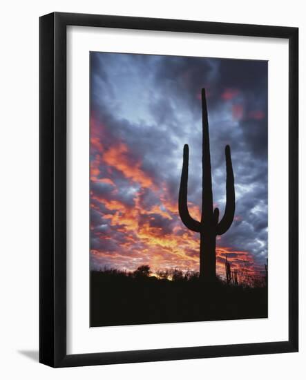 Arizona, Organ Pipe Cactus National Monument, Saguaro Cacti at Sunset-Christopher Talbot Frank-Framed Photographic Print