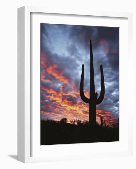 Arizona, Organ Pipe Cactus National Monument, Saguaro Cacti at Sunset-Christopher Talbot Frank-Framed Photographic Print