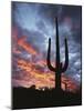 Arizona, Organ Pipe Cactus National Monument, Saguaro Cacti at Sunset-Christopher Talbot Frank-Mounted Photographic Print