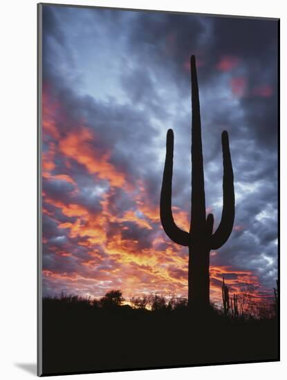 Arizona, Organ Pipe Cactus National Monument, Saguaro Cacti at Sunset-Christopher Talbot Frank-Mounted Photographic Print