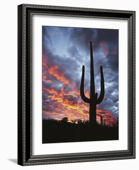 Arizona, Organ Pipe Cactus National Monument, Saguaro Cacti at Sunset-Christopher Talbot Frank-Framed Photographic Print