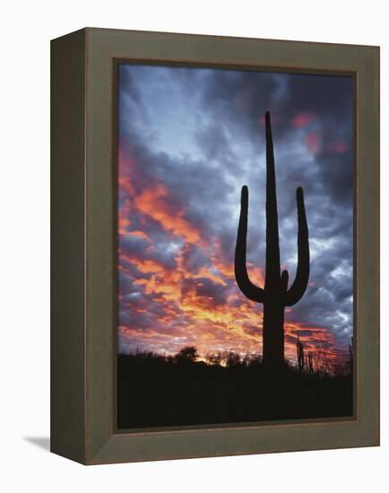 Arizona, Organ Pipe Cactus National Monument, Saguaro Cacti at Sunset-Christopher Talbot Frank-Framed Premier Image Canvas