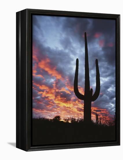 Arizona, Organ Pipe Cactus National Monument, Saguaro Cacti at Sunset-Christopher Talbot Frank-Framed Premier Image Canvas