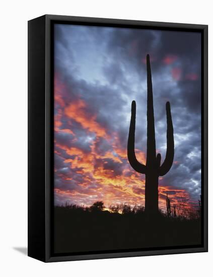 Arizona, Organ Pipe Cactus National Monument, Saguaro Cacti at Sunset-Christopher Talbot Frank-Framed Premier Image Canvas