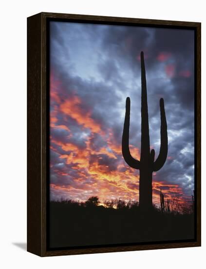 Arizona, Organ Pipe Cactus National Monument, Saguaro Cacti at Sunset-Christopher Talbot Frank-Framed Premier Image Canvas