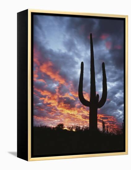 Arizona, Organ Pipe Cactus National Monument, Saguaro Cacti at Sunset-Christopher Talbot Frank-Framed Premier Image Canvas