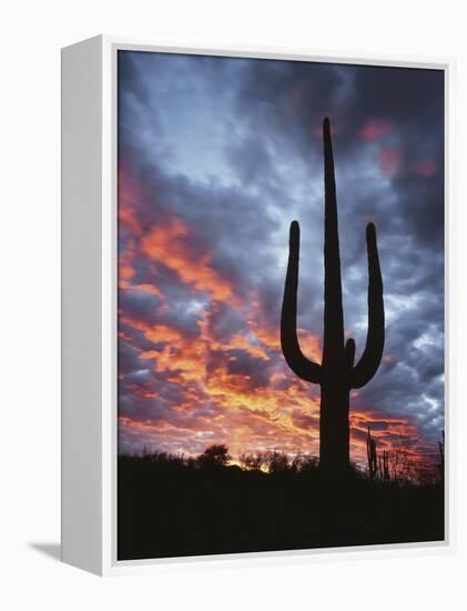 Arizona, Organ Pipe Cactus National Monument, Saguaro Cacti at Sunset-Christopher Talbot Frank-Framed Premier Image Canvas
