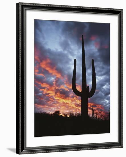 Arizona, Organ Pipe Cactus National Monument, Saguaro Cacti at Sunset-Christopher Talbot Frank-Framed Photographic Print
