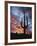 Arizona, Organ Pipe Cactus National Monument, Saguaro Cacti at Sunset-Christopher Talbot Frank-Framed Photographic Print