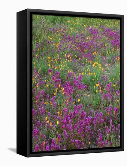 Arizona, Organ Pipe Cactus National Monument, Spring Bloom of Owl's Clover and Gold Poppy-John Barger-Framed Premier Image Canvas