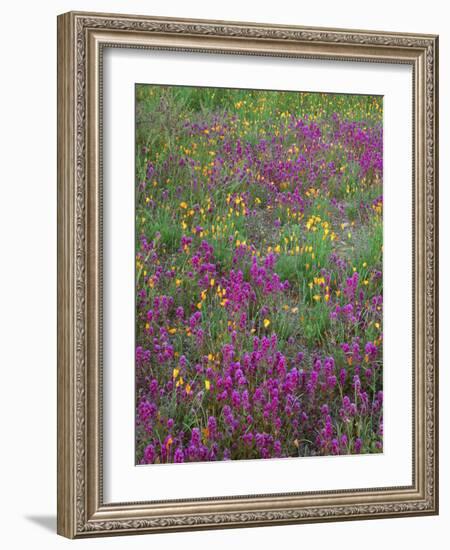 Arizona, Organ Pipe Cactus National Monument, Spring Bloom of Owl's Clover and Gold Poppy-John Barger-Framed Photographic Print