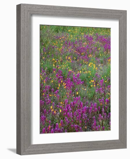 Arizona, Organ Pipe Cactus National Monument, Spring Bloom of Owl's Clover and Gold Poppy-John Barger-Framed Photographic Print