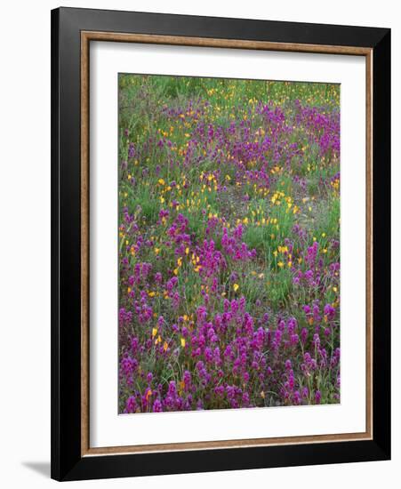 Arizona, Organ Pipe Cactus National Monument, Spring Bloom of Owl's Clover and Gold Poppy-John Barger-Framed Photographic Print