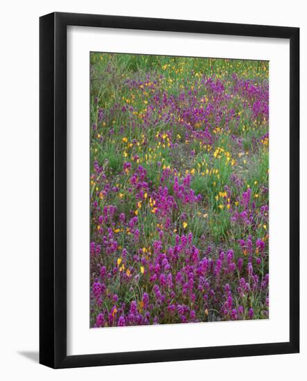 Arizona, Organ Pipe Cactus National Monument, Spring Bloom of Owl's Clover and Gold Poppy-John Barger-Framed Photographic Print