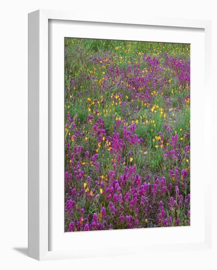 Arizona, Organ Pipe Cactus National Monument, Spring Bloom of Owl's Clover and Gold Poppy-John Barger-Framed Photographic Print