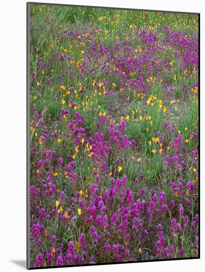 Arizona, Organ Pipe Cactus National Monument, Spring Bloom of Owl's Clover and Gold Poppy-John Barger-Mounted Photographic Print