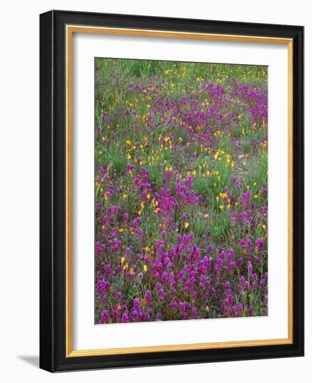 Arizona, Organ Pipe Cactus National Monument, Spring Bloom of Owl's Clover and Gold Poppy-John Barger-Framed Photographic Print