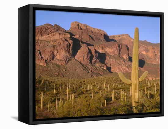 Arizona, Organ Pipe Cactus National Monument-John Barger-Framed Premier Image Canvas