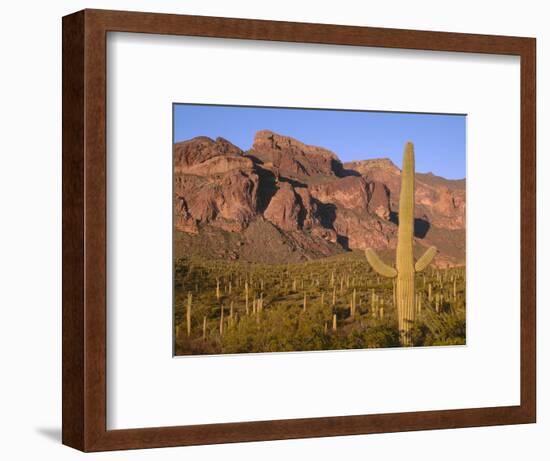 Arizona, Organ Pipe Cactus National Monument-John Barger-Framed Photographic Print