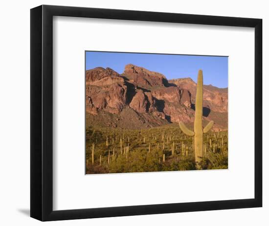 Arizona, Organ Pipe Cactus National Monument-John Barger-Framed Photographic Print