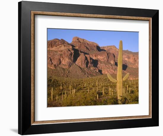 Arizona, Organ Pipe Cactus National Monument-John Barger-Framed Photographic Print