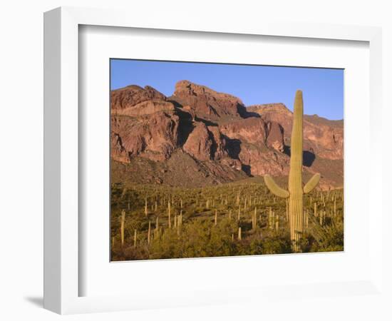 Arizona, Organ Pipe Cactus National Monument-John Barger-Framed Photographic Print