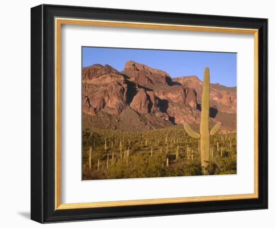 Arizona, Organ Pipe Cactus National Monument-John Barger-Framed Photographic Print