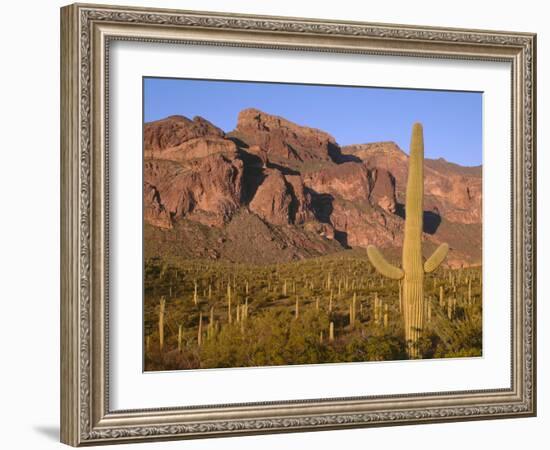 Arizona, Organ Pipe Cactus National Monument-John Barger-Framed Photographic Print