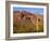 Arizona, Organ Pipe Cactus National Monument-John Barger-Framed Photographic Print