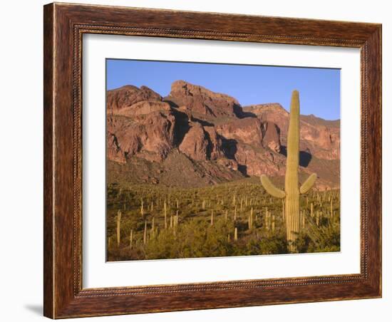 Arizona, Organ Pipe Cactus National Monument-John Barger-Framed Photographic Print