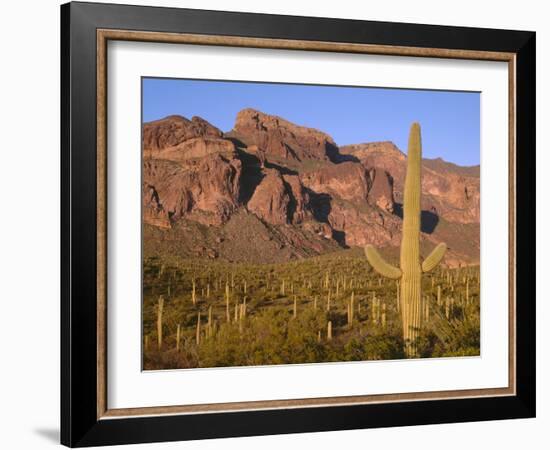 Arizona, Organ Pipe Cactus National Monument-John Barger-Framed Photographic Print