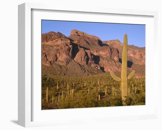 Arizona, Organ Pipe Cactus National Monument-John Barger-Framed Photographic Print