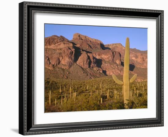 Arizona, Organ Pipe Cactus National Monument-John Barger-Framed Photographic Print