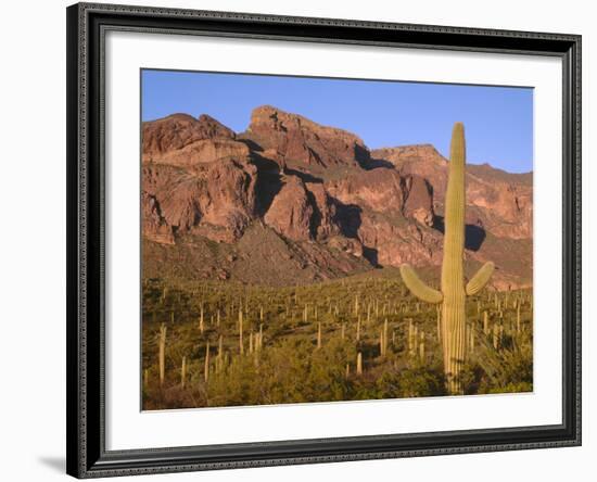 Arizona, Organ Pipe Cactus National Monument-John Barger-Framed Photographic Print