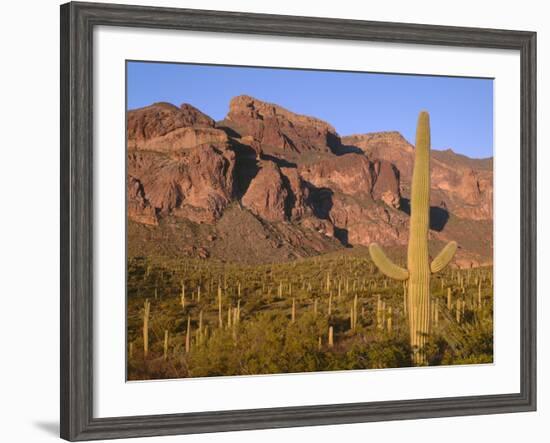 Arizona, Organ Pipe Cactus National Monument-John Barger-Framed Photographic Print